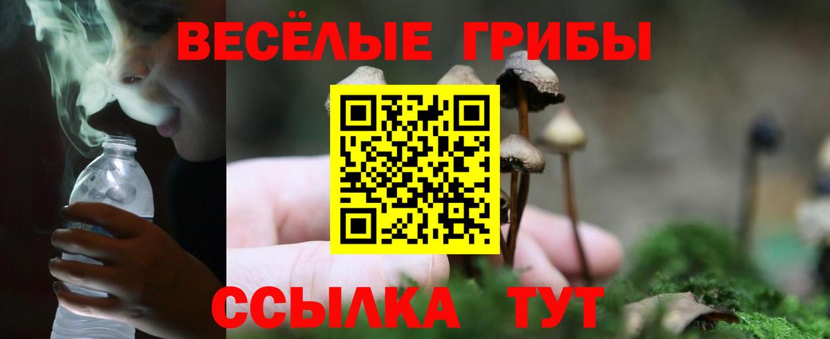 Псилоцибиновые грибы Psilocybe Обь